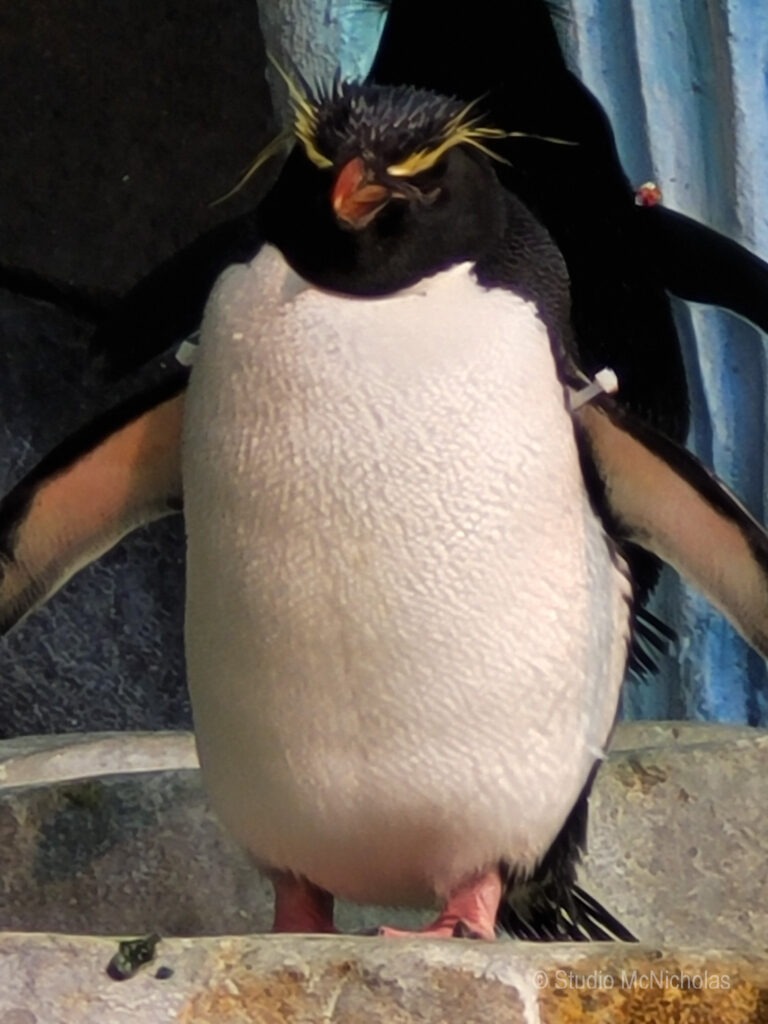A young penguin with bright yellow eyebrows stands in a rocky enclosure, wings slightly extended, showcasing its unique features and vibrant demeanor.