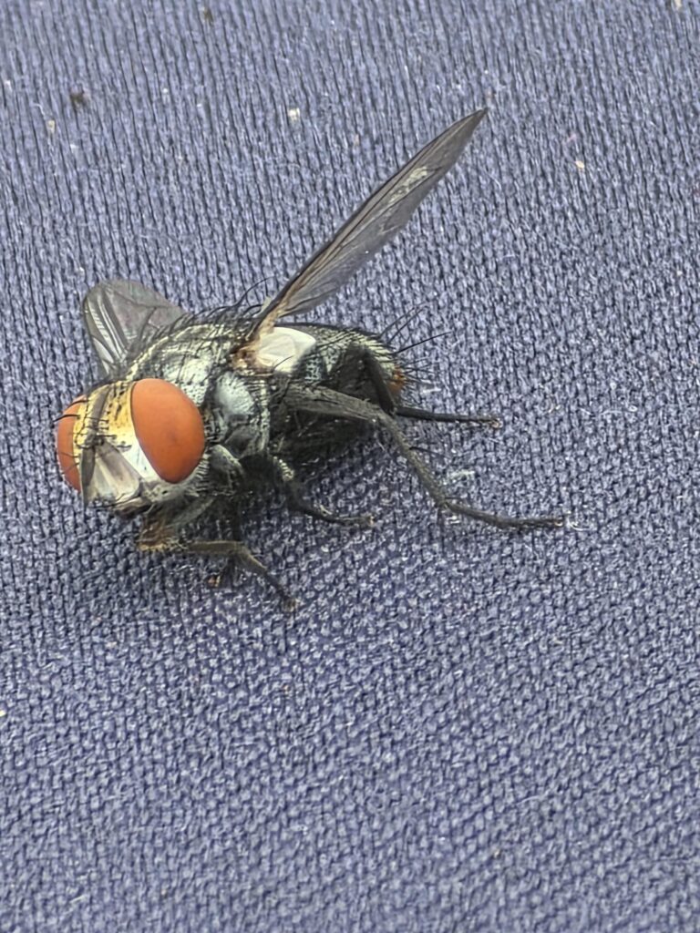 Close-up of a fly with distinctive reddish-orange eyes resting on a textured blue fabric. Highlights insect details important for biological studies.