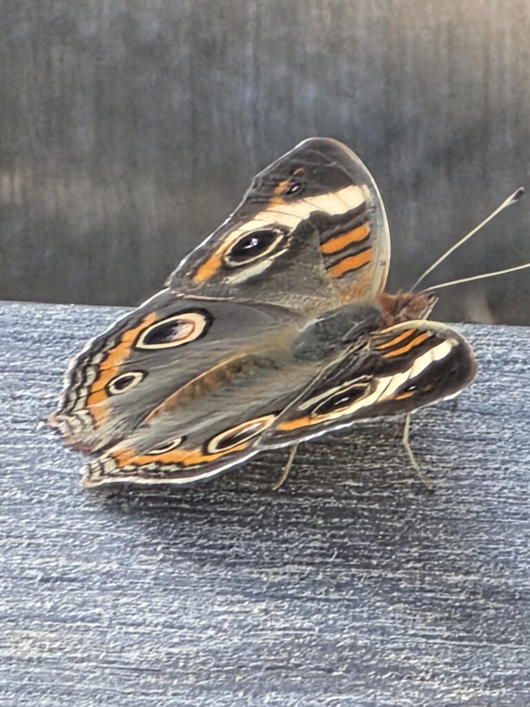 Colorful butterfly perched on a textured surface, showcasing intricate wing patterns with eyespots. Highlights the beauty of nature.