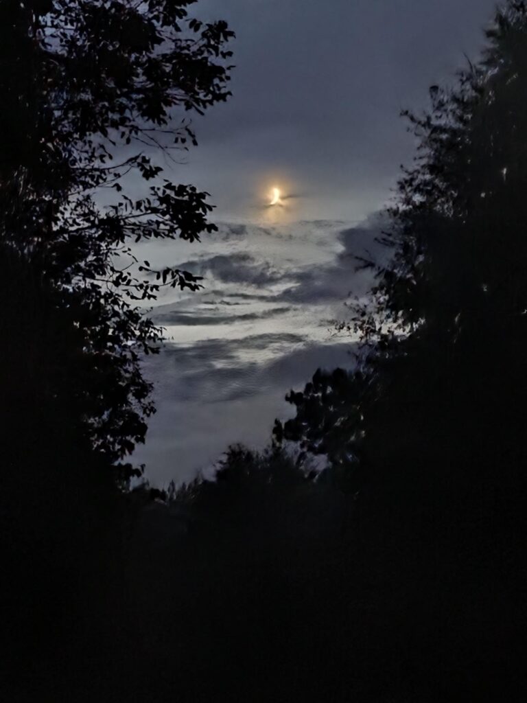 Moonlight filters through clouds in a dusky sky, framed by dark silhouettes of trees. The scene evokes a tranquil, mysterious atmosphere.