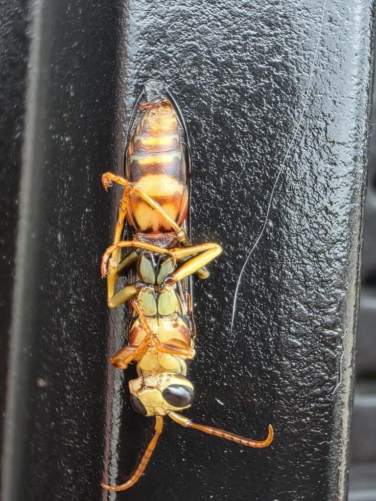 A close-up of a yellow and black wasp resting on a shiny black surface, showcasing its intricate body structure and prominent eyes.