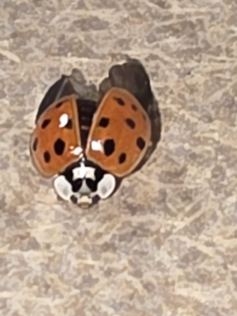 Detail of a ladybug featuring bright orange wings with black spots, positioned against a textured background. Highlights nature's tiny wonders.