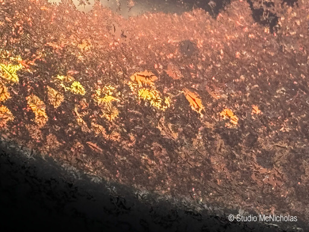 Autumn leaves cover a wet surface, showcasing vibrant oranges and yellows against a backdrop of darkened textures. Captures seasonal change.