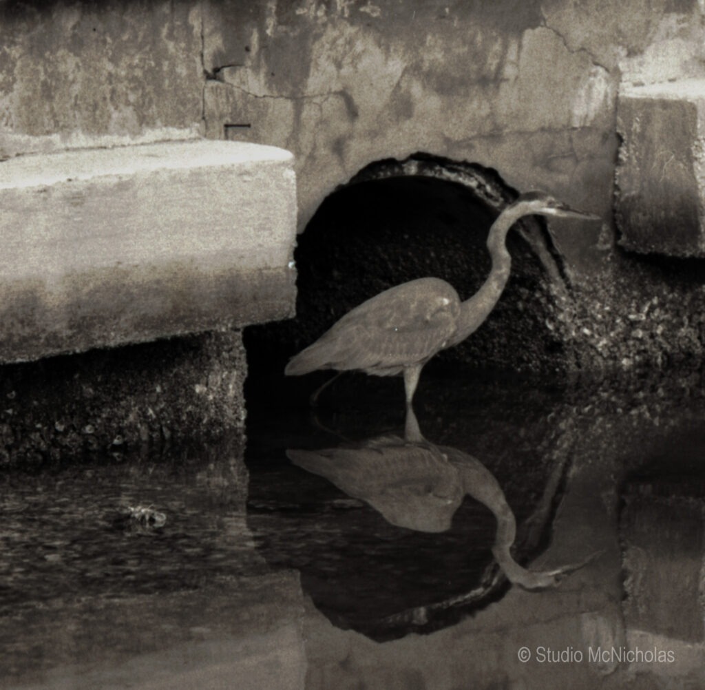 A heron stands in shallow water near a concrete structure, with its reflection visible on the surface, highlighting the serene environment.
