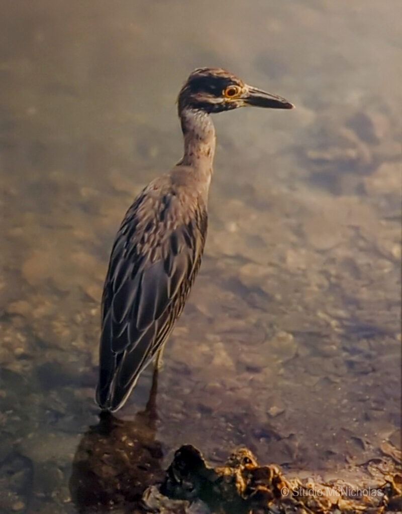 A heron stands in shallow water, blending with its natural surroundings. Its striking features and reflective surface emphasize its elegant posture.