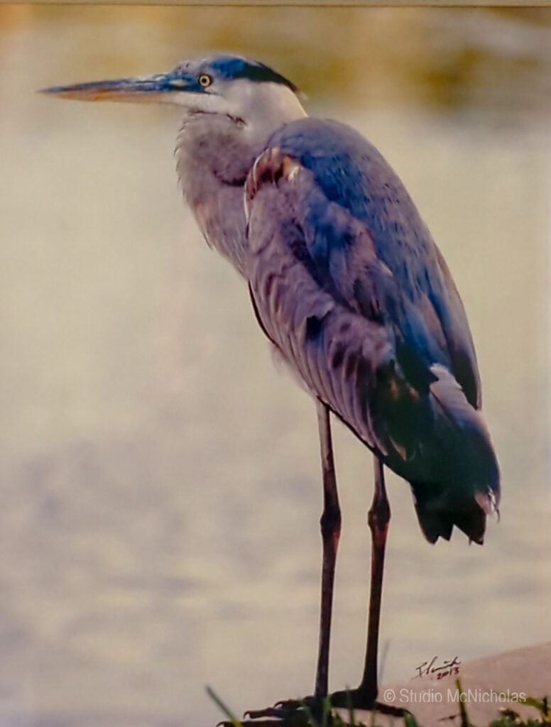 Great blue heron standing elegantly by the water's edge, showcasing its striking blue-gray plumage and long legs, highlighting its natural grace.