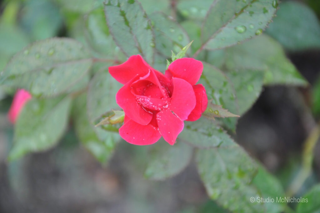 A vibrant red rose blooms among green leaves, adorned with droplets of water, emphasizing its freshness and beauty in a garden setting.