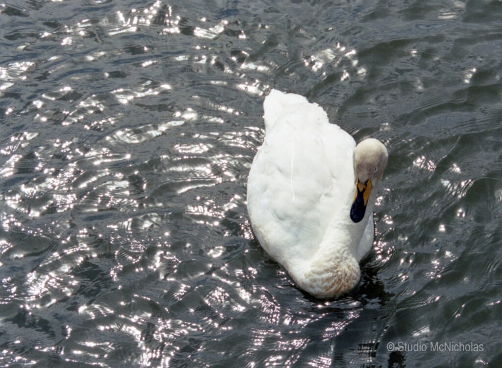 A white swan gracefully swims on shimmering water, highlighting its elegance and tranquility in a natural setting.