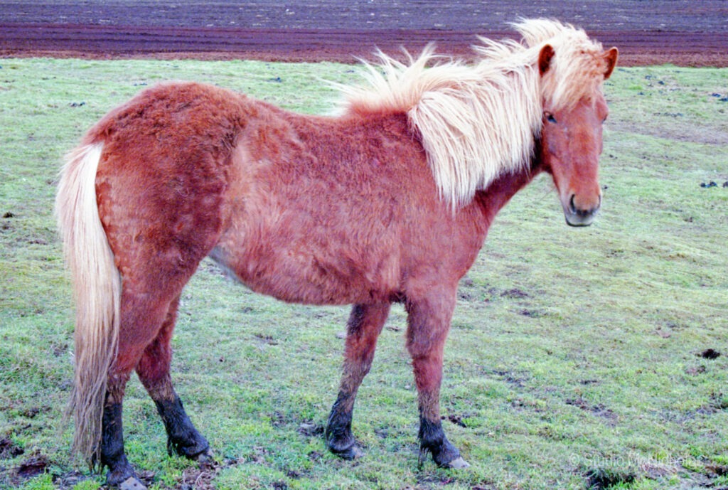 A brown horse with a shaggy mane stands in a grassy field, showcasing its unique coat and sturdy build. Ideal for discussing horse breeds.