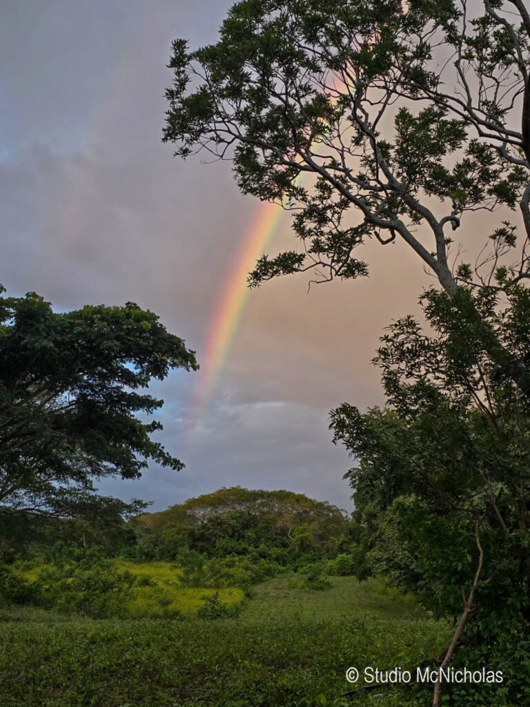 Vibrant rainbow arches over a lush green landscape, framed by trees under a cloudy sky, capturing nature's beauty and tranquility.