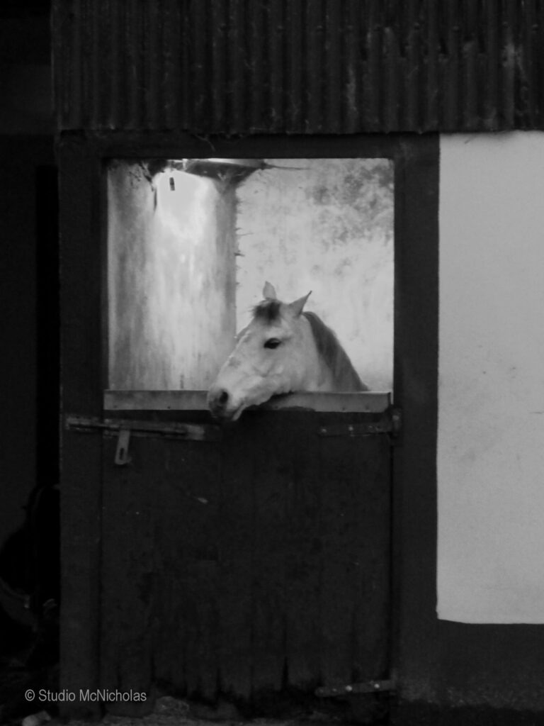 A white horse peers out of a stable window, framed by dim lighting and textured walls, capturing a serene moment in rural life.