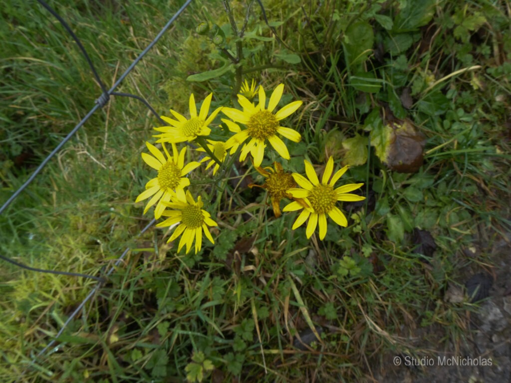 Bright yellow wildflowers bloom amidst lush green grass and a rustic wire fence, highlighting natural beauty in a serene outdoor setting.