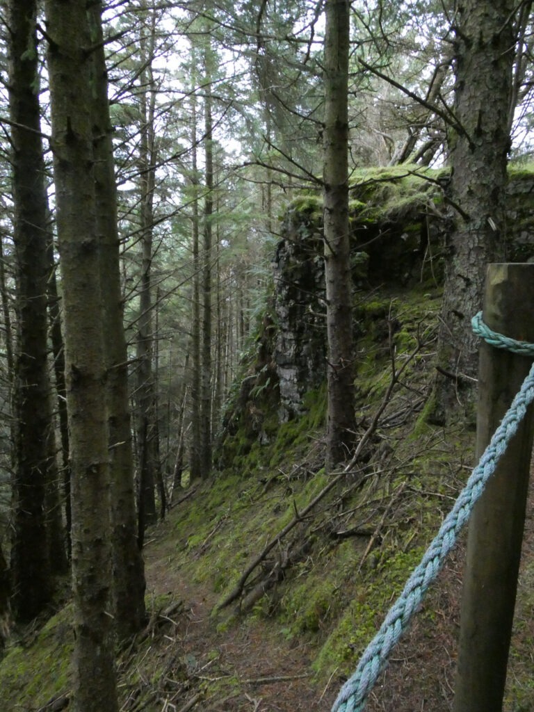 A narrow forest path lined with tall trees and mossy rocks leads through a dense evergreen forest, showcasing a serene and natural environment.