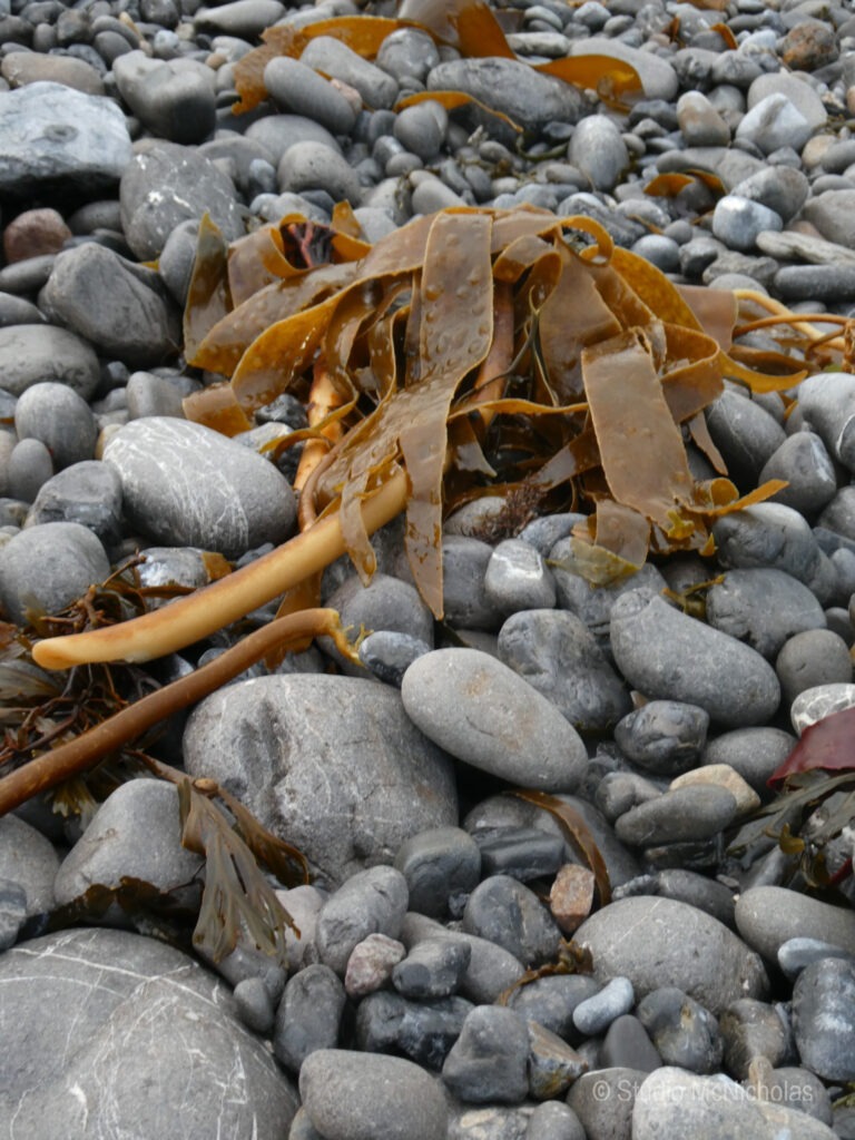 Brown kelp rests on a bed of smooth, gray stones, showcasing the marine ecosystem along the shoreline. The image highlights coastal biodiversity.