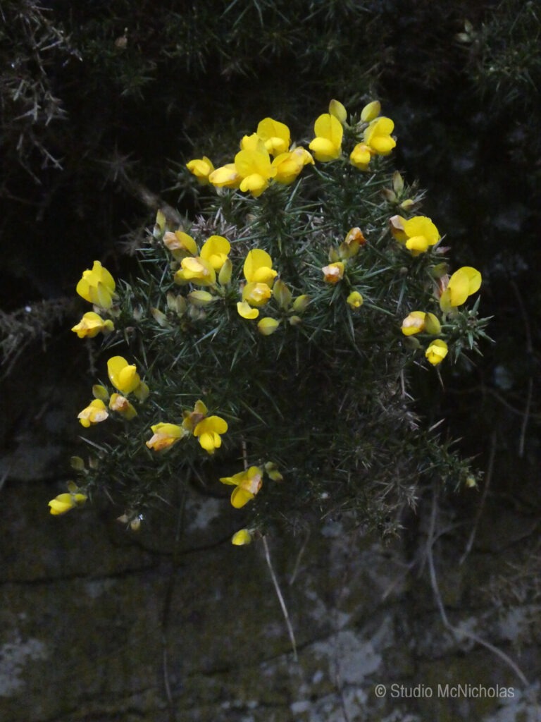 Bright yellow flowers bloom amidst spiky green foliage, creating a striking contrast against a dark background, illustrating nature's resilience.
