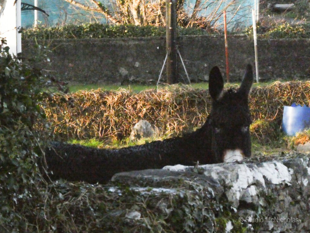 A black donkey peeks over a stone wall, partially obscured by foliage, in a rural setting with greenery and buildings in the background.