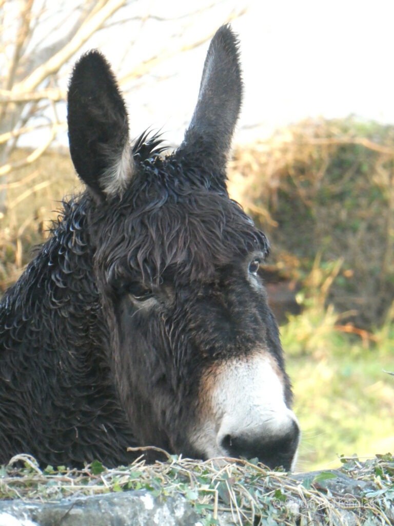 Close-up of a wet black donkey with curly fur, peering over a stone wall. Its attentive ears indicate curiosity, relevant for discussions on farm animals.