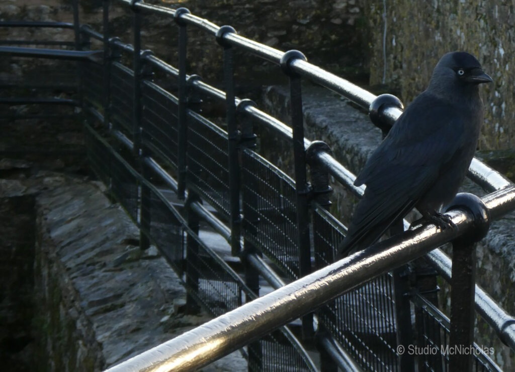 A dark-feathered bird perches on a metal railing beside a stone walkway, surrounded by textured rocky surfaces, highlighting its natural environment.