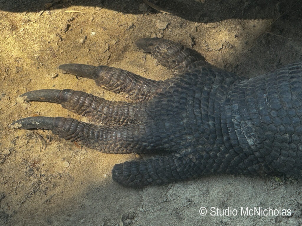 Crocodile foot resting on sandy ground, showcasing its textured skin and sharp claws, highlighting wildlife in its natural habitat.