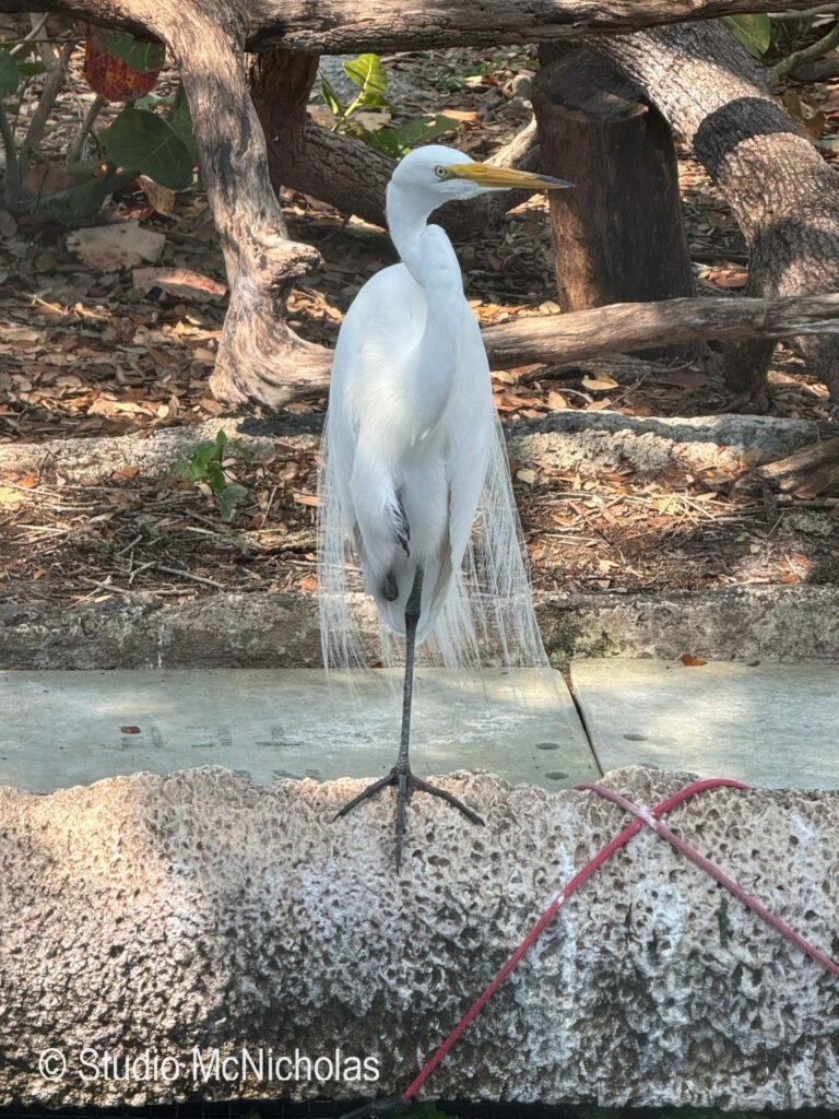 Great egret stands gracefully on a coral rock, displaying its long neck and elegant plumage against a natural backdrop.