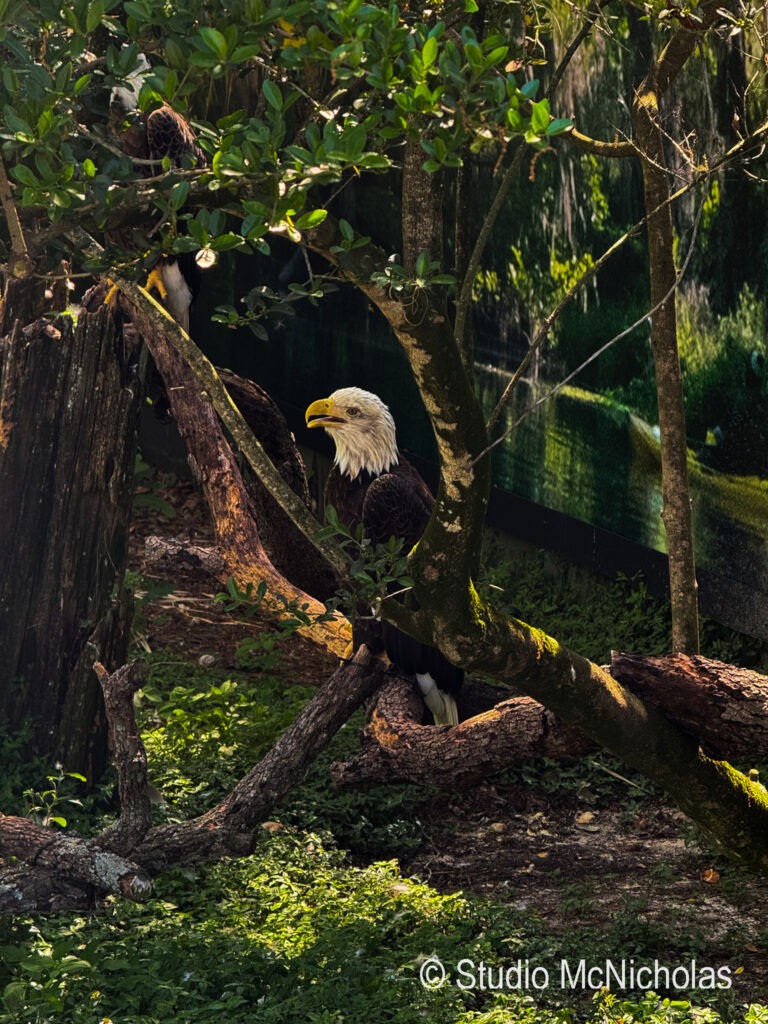 Bald eagle perched on a branch among lush greenery, highlighting its distinctive white head and yellow beak in a nature exhibit.