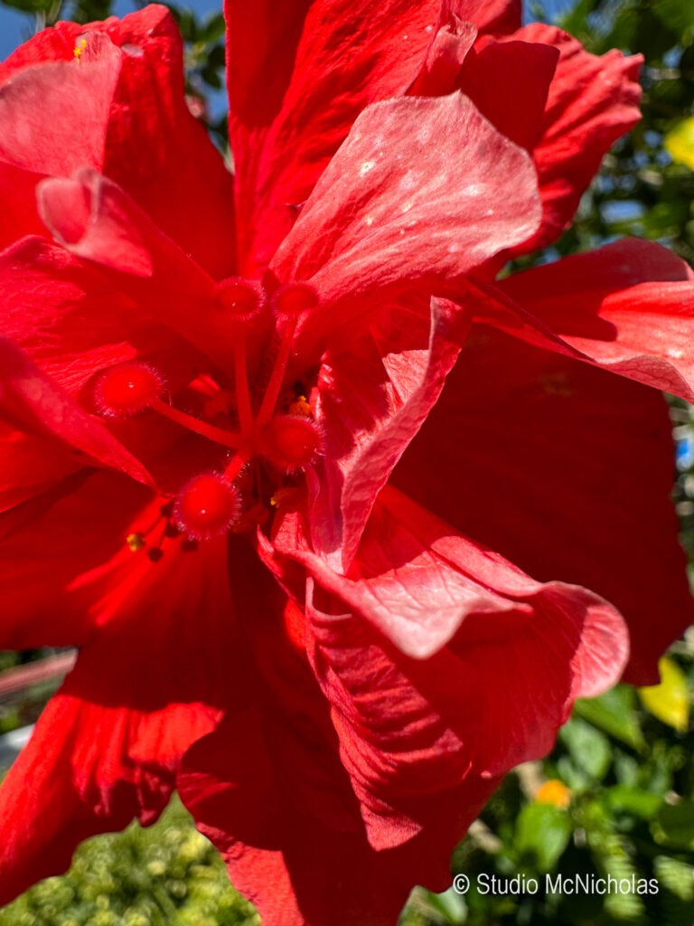Vibrant red hibiscus flower in close-up, showcasing its delicate petals and central stamen, set against a blurred green background.