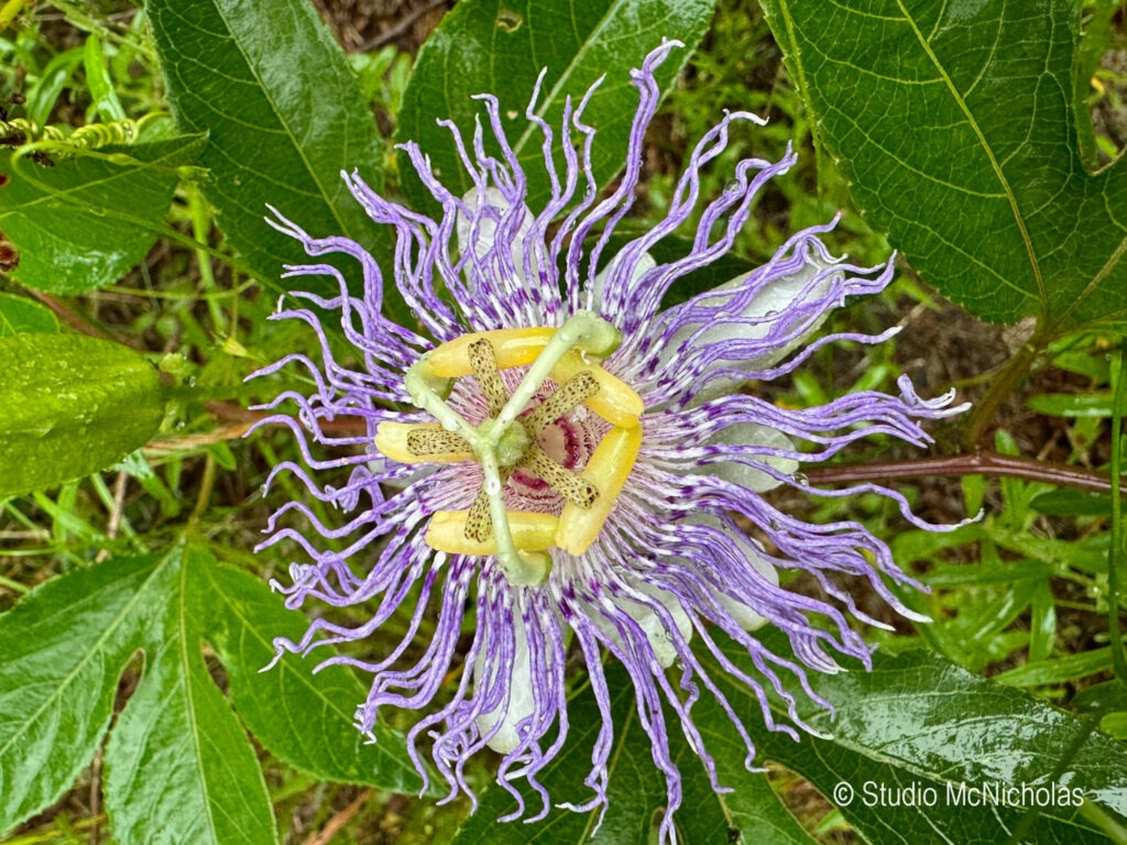 Purple passion flower with intricate tendrils and bright yellow components, surrounded by lush green leaves after rain. Highlighting natural beauty.