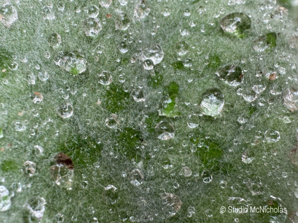 Close-up of a leaf covered in water droplets, showcasing intricate textures and greens. Highlights moisture retention in plants.