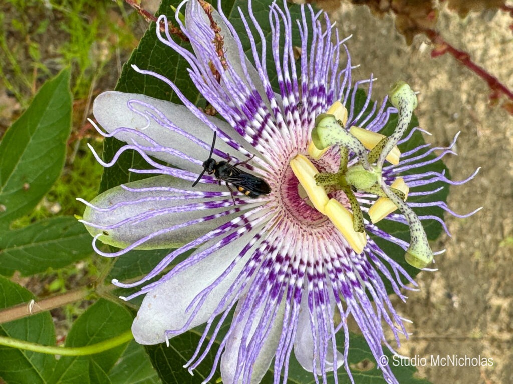 A black insect rests on a vibrant passionflower, showcasing its intricate purple and white petals, highlighting biodiversity in a natural setting.