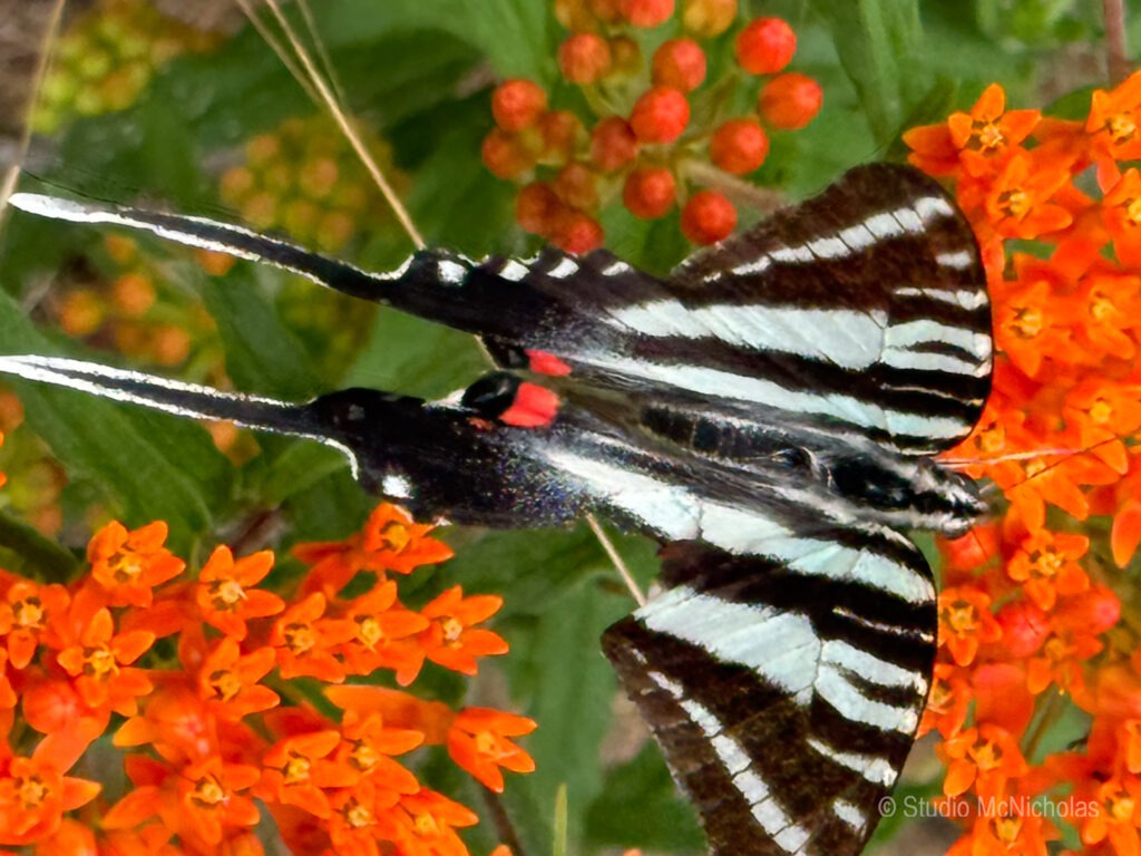 A close-up of a yellow flower with distinct spiky leaves, surrounded by budding and wilting blooms, showcasing the details of a natural environment.