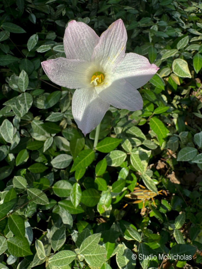 Delicate pink and white flower surrounded by lush green leaves, highlighting nature's beauty in a garden setting.