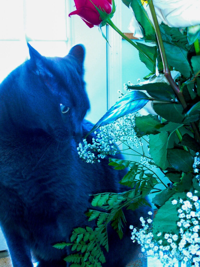 A dark-furred cat curiously sniffs a vibrant red rose amid a bouquet, creating a tranquil scene of nature and companionship.