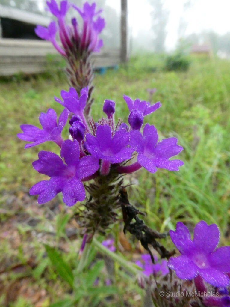 Vibrant purple wildflowers bloom in a lush, green landscape, showcasing details of petals and droplets in a misty background.