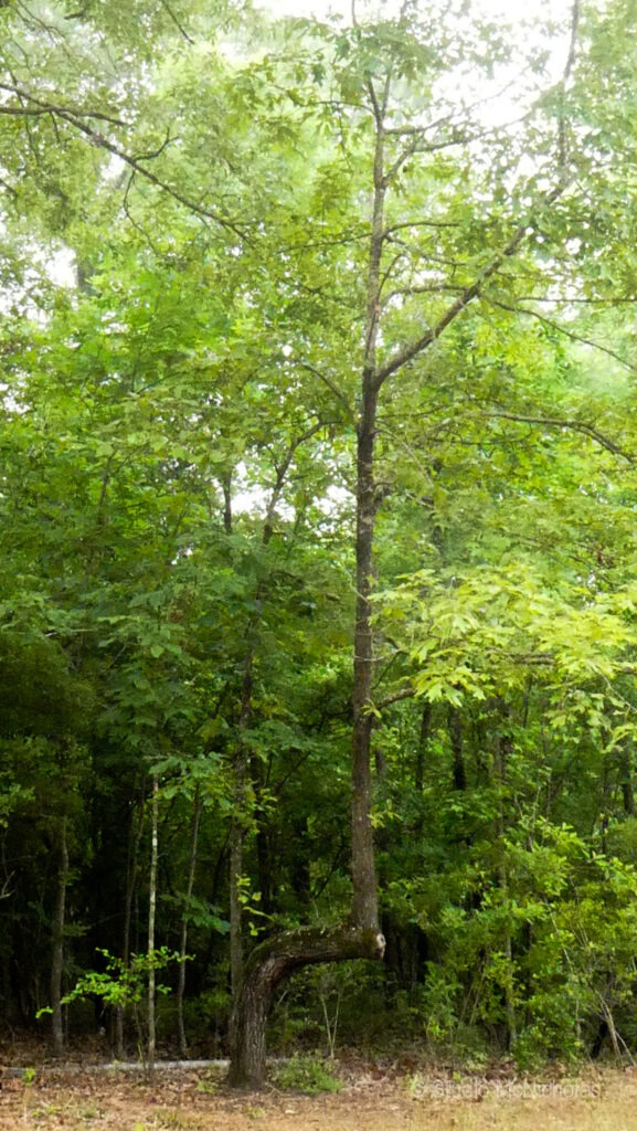 A crooked tree with a pronounced, downward bend in its trunk rises amid dense green foliage, showcasing nature's unique growth patterns.
