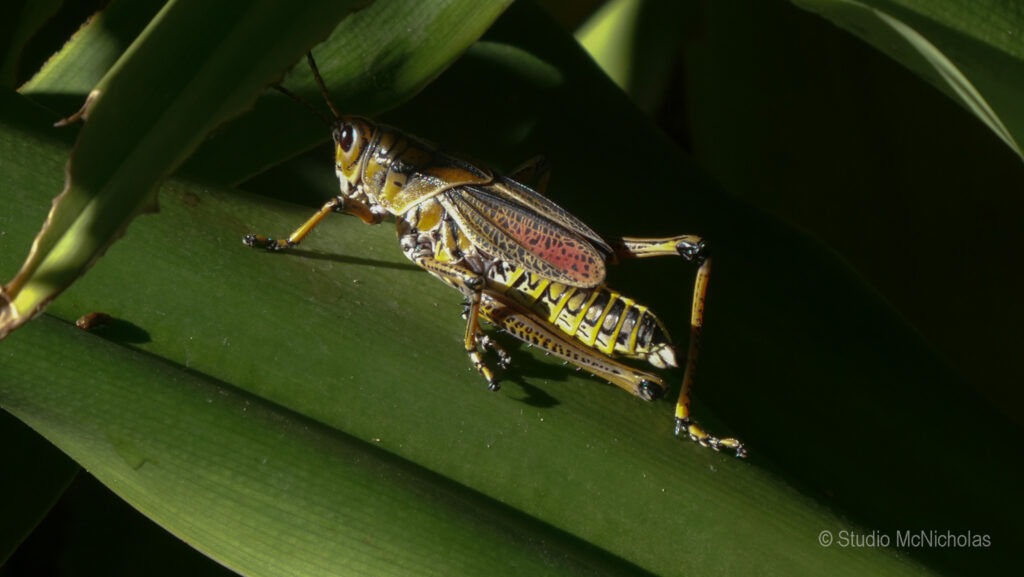 Colorful grasshopper perched on a green leaf. The image highlights its detailed patterns and textures, emphasizing its role in the ecosystem.