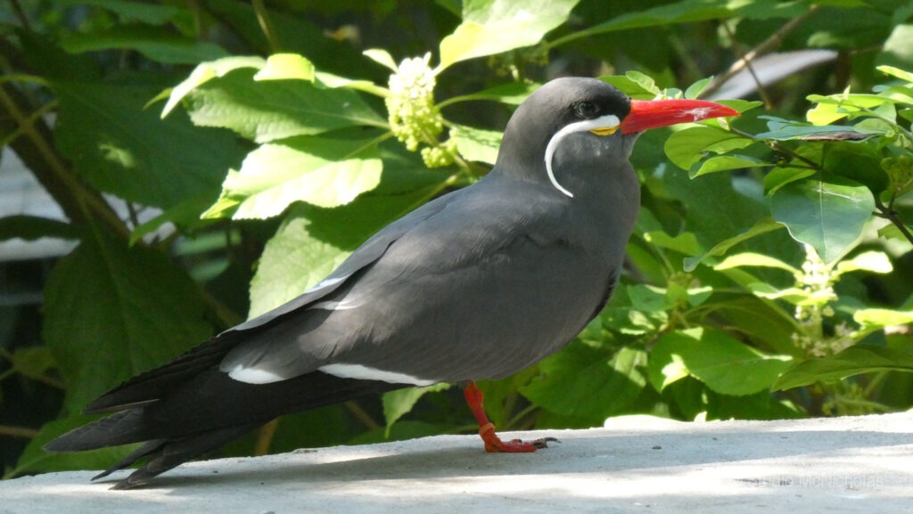 Inca tern perched among lush green leaves, showcasing its distinctive gray feathers, red beak, and iconic white mustache.