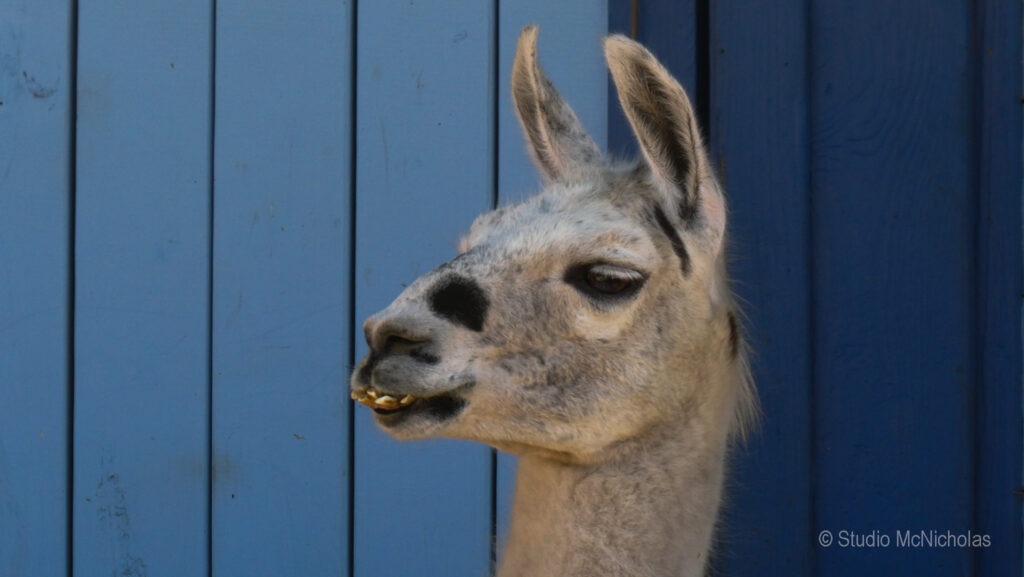A close-up of a llama's head against a blue wooden backdrop, showcasing its expressive features and playful demeanor.