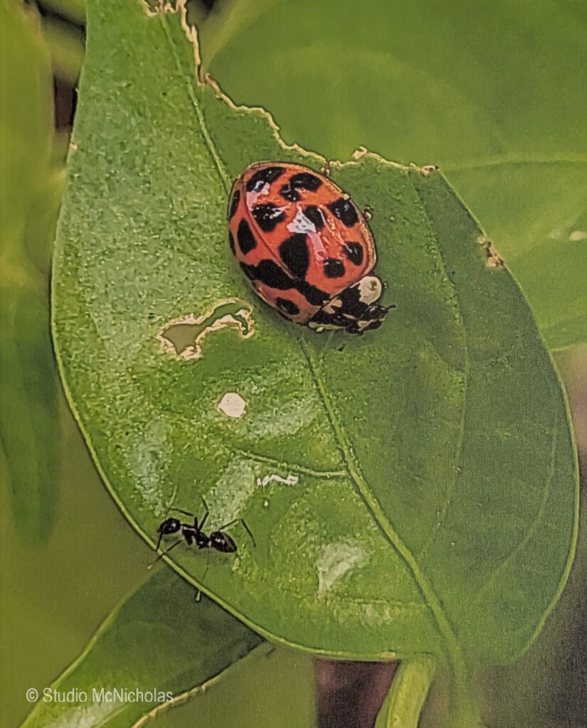 A vibrant ladybug with black spots rests on a green leaf, while a small black ant crawls nearby, highlighting interactions in nature.