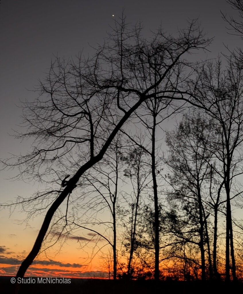 Silhouetted trees against a vibrant sunset sky, with a faint star visible above. The image captures the tranquil beauty of dusk in nature.
