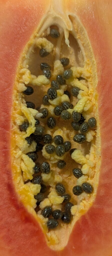 Cross-section of a ripe papaya, revealing its orange flesh, numerous black seeds, and fibrous pulp, emphasizing its tropical fruit characteristics.