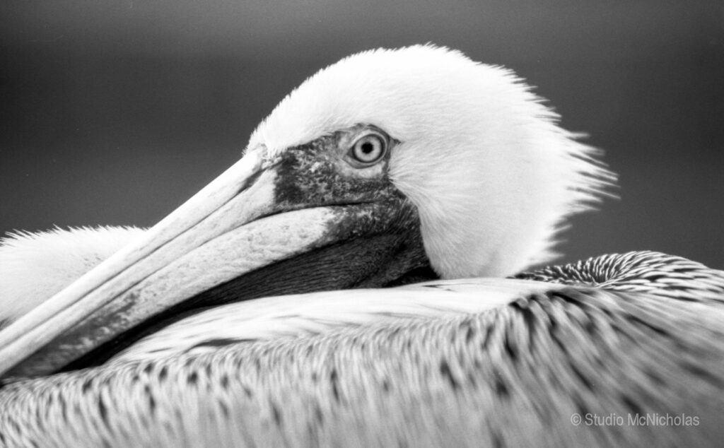 Close-up of a pelican's head, highlighting its distinctive beak and eye. The black-and-white image emphasizes the texture of its feathers, showcasing the bird's features.