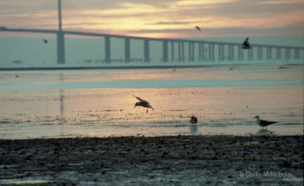Seagulls wade in shallow waters at sunrise, with a bridge silhouetted in the background, highlighting a peaceful coastal scene.